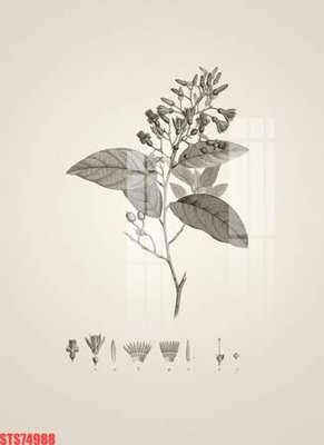 Hình ảnh gốc Tranh sơn dầu phương tây tổng hợp STS74988 (để in khổ lớn)