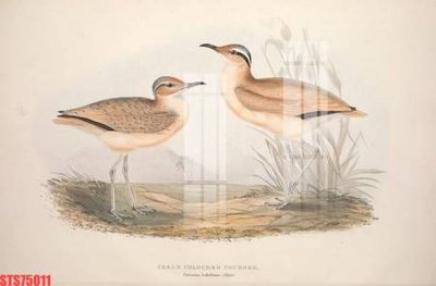 File gốc Tranh sơn dầu phương tây tổng hợp STS75011 (PNG) chất lượng cao