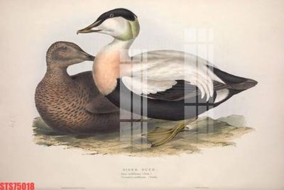 File tranh Tranh sơn dầu phương tây tổng hợp STS75018 (gốc) chủ đề thiên nhiên