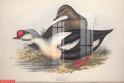 Mua file gốc Tranh sơn dầu phương tây tổng hợp STS75019 (PSD) tại Filetranh.com