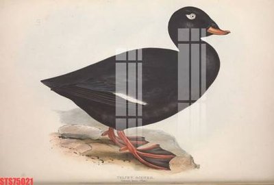 File tranh Tranh sơn dầu phương tây tổng hợp STS75021 (ảnh gốc) in trần 3D