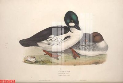 File gốc Tranh sơn dầu phương tây tổng hợp STS75024 (trang trí) phòng trẻ em