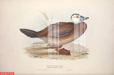 File tranh Tranh sơn dầu phương tây tổng hợp STS75028 (gốc) in trên kính