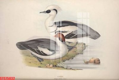 File tranh Tranh sơn dầu phương tây tổng hợp STS75032 (gốc) chủ đề trừu tượng