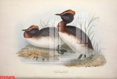 Tải file gốc Tranh sơn dầu phương tây tổng hợp STS75036 (in khổ lớn) quảng cáo