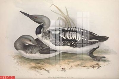 File tranh Tranh sơn dầu phương tây tổng hợp STS75040 (ảnh gốc) độc quyền