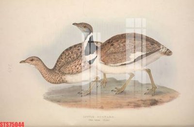 File in trần Tranh sơn dầu phương tây tổng hợp STS75044 (file gốc) phong thủy