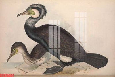 File in mica Tranh sơn dầu phương tây tổng hợp STS75047 (bản gốc) làm vách ngăn