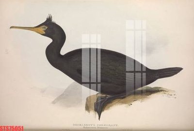 Ảnh gốc Tranh sơn dầu phương tây tổng hợp STS75051 (độ nét cao) in tráng gương