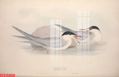 File in lụa Tranh sơn dầu phương tây tổng hợp STS75058 (phong cảnh) Tranh sơn dầu phương tây tổng hợp STS75058