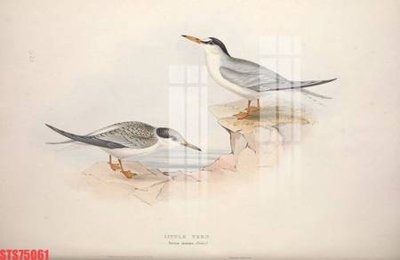 File tranh gốc Tranh sơn dầu phương tây tổng hợp STS75061 (bản quyền) Filetranh.com