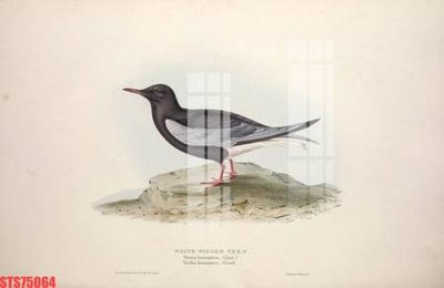 File gốc Tranh sơn dầu phương tây tổng hợp STS75064 (trang trí) phòng trẻ em