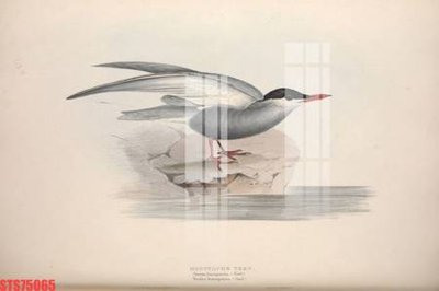 File gốc Tranh sơn dầu phương tây tổng hợp STS75065 (in mica) làm bảng hiệu