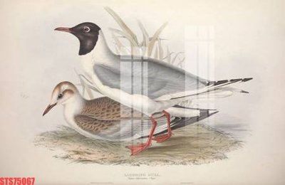 File PSD Tranh sơn dầu phương tây tổng hợp STS75067 (chất lượng in ấn)