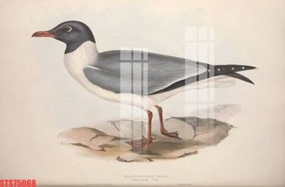 Download file gốc Tranh sơn dầu phương tây tổng hợp STS75068 (in mica) trang trí