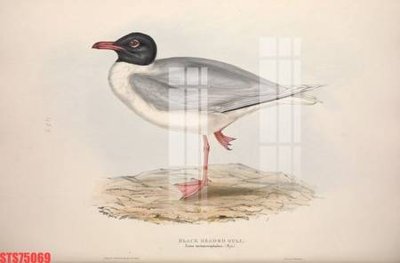 Tải file Tranh sơn dầu phương tây tổng hợp STS75069 (gốc) chủ đề phong thủy