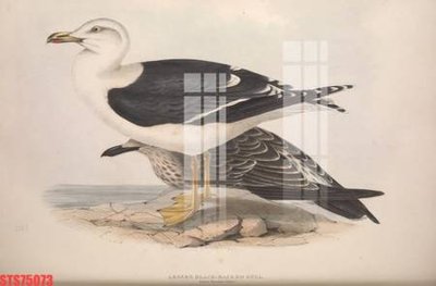 Mua file gốc Tranh sơn dầu phương tây tổng hợp STS75073 (chất lượng) tại Filetranh.com