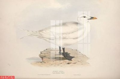 Tải file Tranh sơn dầu phương tây tổng hợp STS75079 (gốc) để in ấn ngay