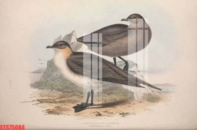 File gốc Tranh sơn dầu phương tây tổng hợp STS75084 cho in ấn và thiết kế