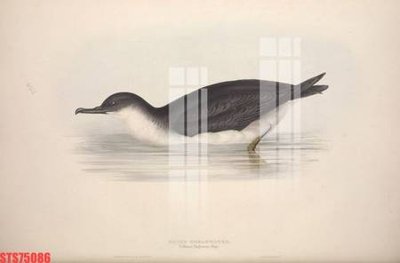 File gốc Tranh sơn dầu phương tây tổng hợp STS75086 (trang trí) phòng ngủ