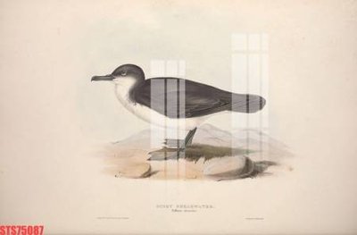 File gốc Tranh sơn dầu phương tây tổng hợp STS75087 (in 3D) nghệ thuật