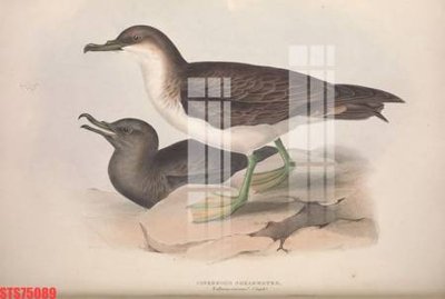 File in ấn cao cấp Tranh sơn dầu phương tây tổng hợp STS75089 (file gốc)