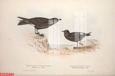 File tranh Tranh sơn dầu phương tây tổng hợp STS75091 (ảnh gốc) in trần nhà