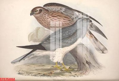 File in ấn Tranh sơn dầu phương tây tổng hợp STS75094 (bản gốc) từ file gốc