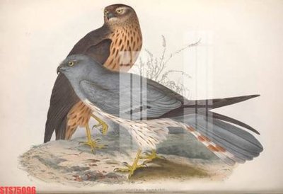 File in lụa Tranh sơn dầu phương tây tổng hợp STS75096 (tân cổ điển) Tranh sơn dầu phương tây tổng hợp STS75096