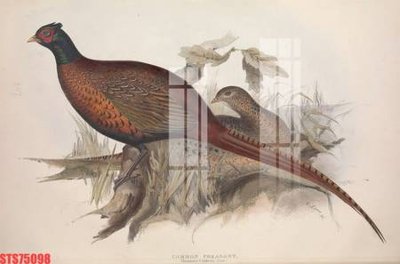 Tải file gốc Tranh sơn dầu phương tây tổng hợp STS75098 (in không vỡ ảnh)