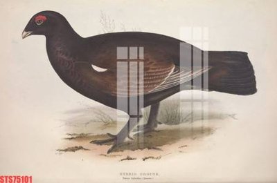 File in ấn Tranh sơn dầu phương tây tổng hợp STS75101 (bản gốc) sắc nét