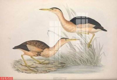 File gốc Tranh sơn dầu phương tây tổng hợp STS75111 (chuẩn CMYK) cho nhà in