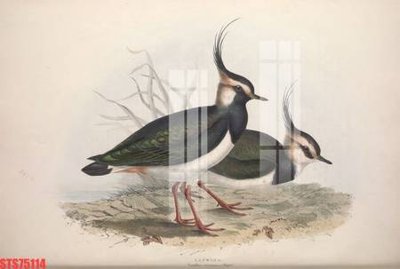 File tranh Tranh sơn dầu phương tây tổng hợp STS75114 (gốc) in trên kính