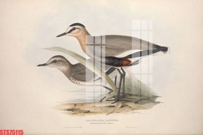 Mua file tranh gốc Tranh sơn dầu phương tây tổng hợp STS75115 tại Filetranh.com