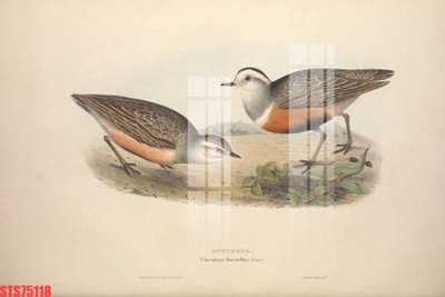 File gốc Tranh sơn dầu phương tây tổng hợp STS75118 (dành cho trang trí nội thất)