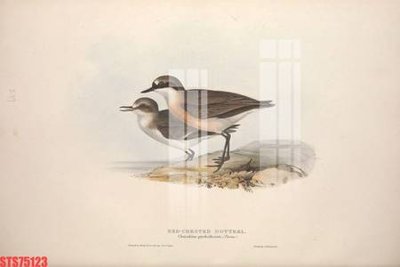 Tải về file gốc Tranh sơn dầu phương tây tổng hợp STS75123 (chuẩn in ấn)