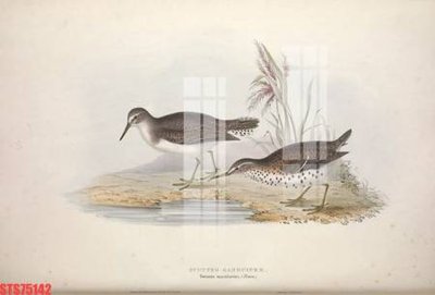 File in trần Tranh sơn dầu phương tây tổng hợp STS75142 (bản gốc) trời sao