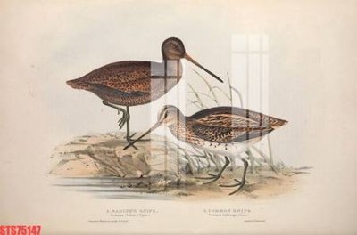 File tranh Tranh sơn dầu phương tây tổng hợp STS75147 (ảnh gốc) in trần xuyên sáng