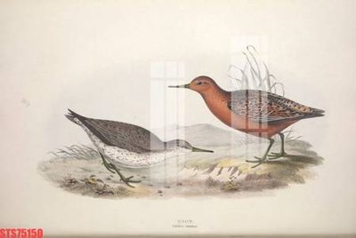 Tải file gốc in lụa Tranh sơn dầu phương tây tổng hợp STS75150 siêu nét