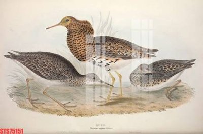 Tệp tin gốc Tranh sơn dầu phương tây tổng hợp STS75151 (dùng cho in) Tranh sơn dầu phương tây tổng hợp STS75151