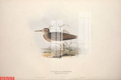 File gốc Tranh sơn dầu phương tây tổng hợp STS75153 (in tráng gương) hiện đại