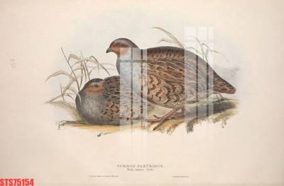 Mua file gốc Tranh sơn dầu phương tây tổng hợp STS75154 (chất lượng) tại Filetranh.com