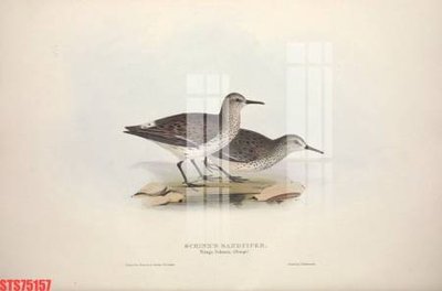 Download file ảnh gốc Tranh sơn dầu phương tây tổng hợp STS75157 để in ấn