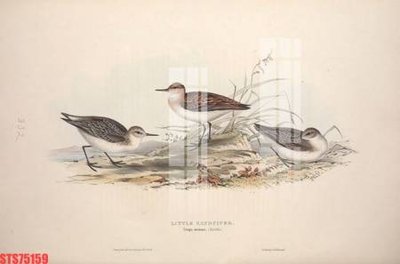 Tải file Tranh sơn dầu phương tây tổng hợp STS75159 (gốc) chủ đề tôn giáo