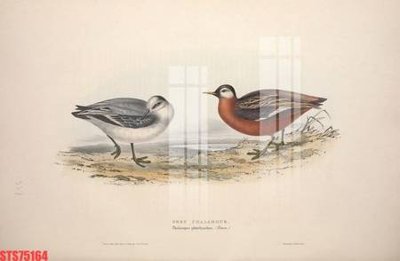 File tranh gốc Tranh sơn dầu phương tây tổng hợp STS75164 (sắc nét từng chi tiết)