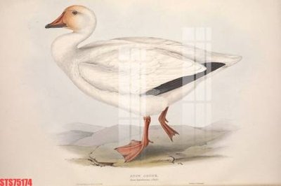 File gốc Tranh sơn dầu phương tây tổng hợp STS75174 (dành cho quảng cáo)