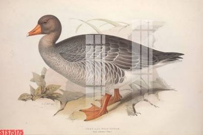 Download file Tranh sơn dầu phương tây tổng hợp STS75175 (gốc) in mica bàn thờ