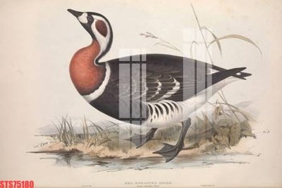 Tải file tranh Tranh sơn dầu phương tây tổng hợp STS75180 (ảnh gốc) ngay