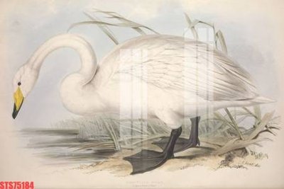 Tải file Tranh sơn dầu phương tây tổng hợp STS75184 (PSD) cho in ấn quảng cáo