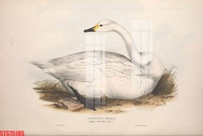 File gốc Tranh sơn dầu phương tây tổng hợp STS75185 (PNG) chất lượng cao